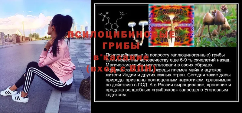 Галлюциногенные грибы Psilocybine cubensis  что такое наркотик  Ржев 